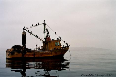 sergedelaive-305-ballestascormorans.jpg