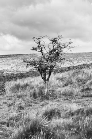 sergedelaive-981-dartmoor2.jpg