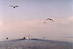 sergedelaive-606-birmanied.jpg
