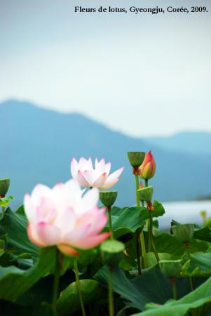 sergedelaive-946-gyeongju5.jpg
