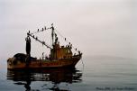 ballestascormorans.jpg