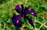 sergedelaive-701-pyrfleur.jpg